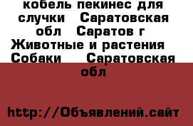 кобель пекинес для случки - Саратовская обл., Саратов г. Животные и растения » Собаки   . Саратовская обл.